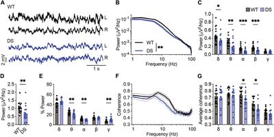 Acute effect of antiseizure drugs on background oscillations in Scn1aA1783V Dravet syndrome mouse model